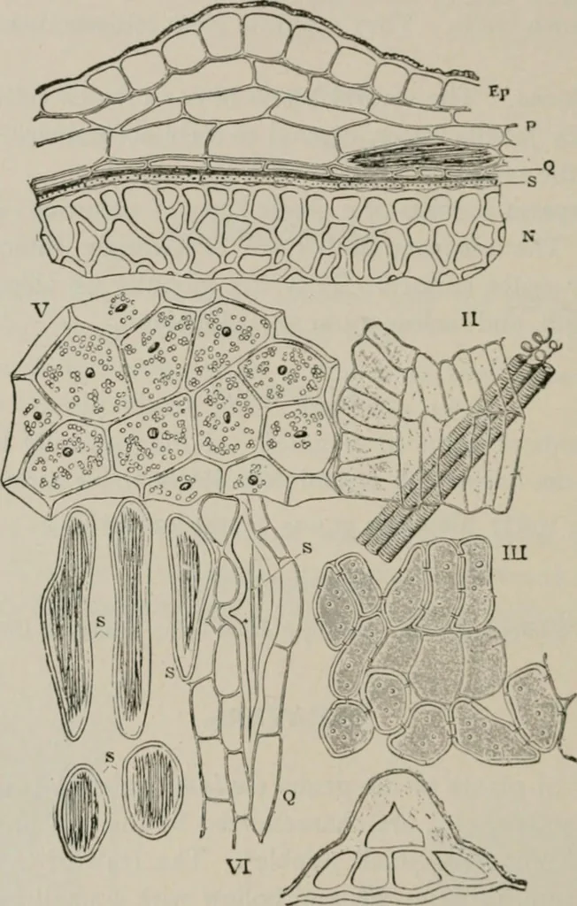 An illustration from The microscopy of vegetable foods, with special reference to the detection of adulteration and the diagnosis of mixtures, 1916, leaf 183