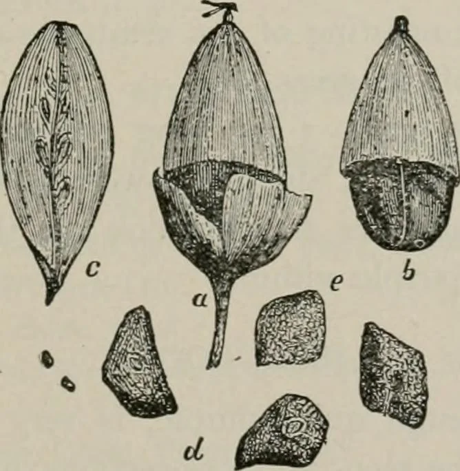 An illustration from The microscopy of vegetable foods, with special reference to the detection of adulteration and the diagnosis of mixtures, 1916, leaf 184