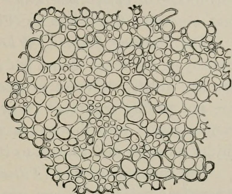 An illustration from The microscopy of vegetable foods, with special reference to the detection of adulteration and the diagnosis of mixtures, 1916, leaf 186