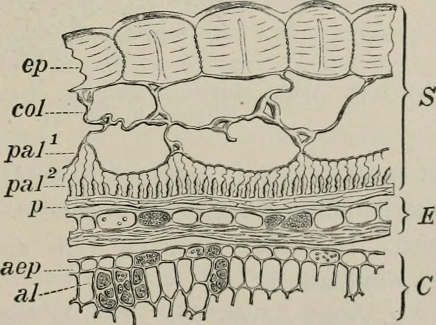 An illustration from The microscopy of vegetable foods, with special reference to the detection of adulteration and the diagnosis of mixtures, 1916, leaf 198