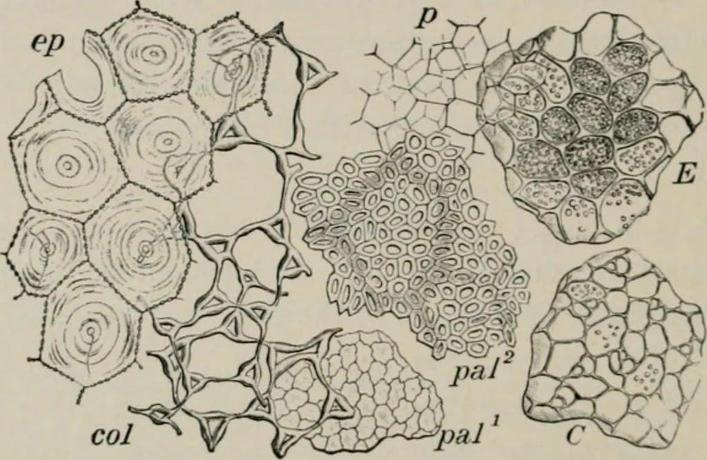 An illustration from The microscopy of vegetable foods, with special reference to the detection of adulteration and the diagnosis of mixtures, 1916, leaf 199