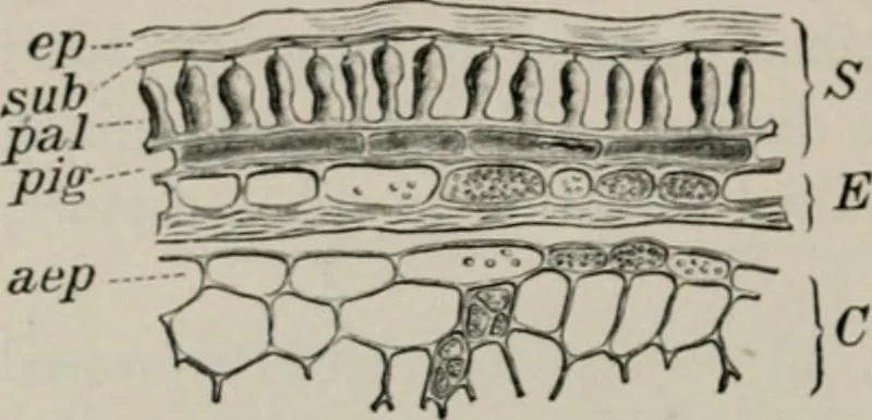 An illustration from The microscopy of vegetable foods, with special reference to the detection of adulteration and the diagnosis of mixtures, 1916, leaf 207