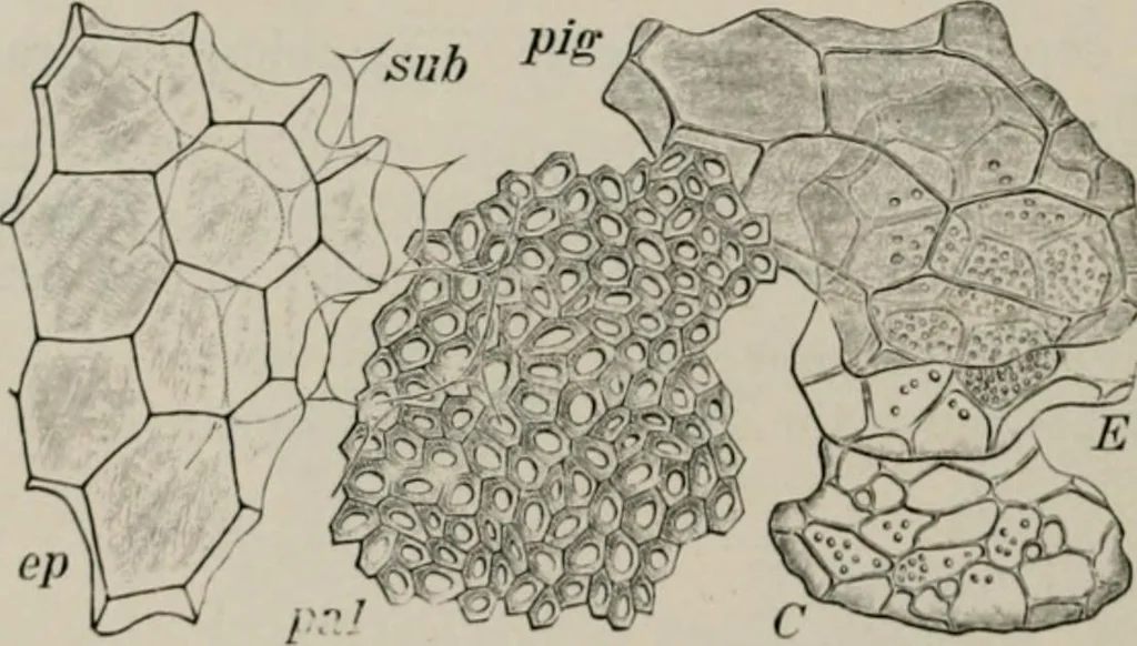 An illustration from The microscopy of vegetable foods, with special reference to the detection of adulteration and the diagnosis of mixtures, 1916, leaf 207