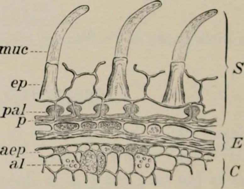 An illustration from The microscopy of vegetable foods, with special reference to the detection of adulteration and the diagnosis of mixtures, 1916, leaf 211