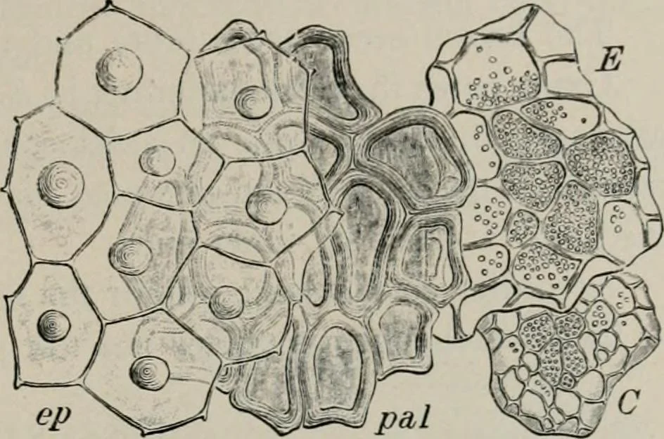 An illustration from The microscopy of vegetable foods, with special reference to the detection of adulteration and the diagnosis of mixtures, 1916, leaf 212
