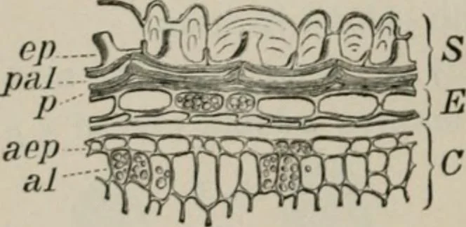 An illustration from The microscopy of vegetable foods, with special reference to the detection of adulteration and the diagnosis of mixtures, 1916, leaf 213