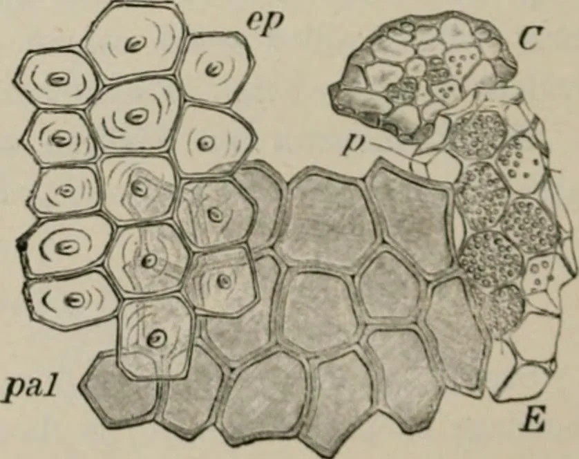 An illustration from The microscopy of vegetable foods, with special reference to the detection of adulteration and the diagnosis of mixtures, 1916, leaf 213