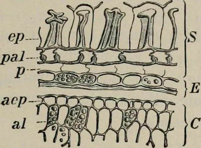 An illustration from The microscopy of vegetable foods, with special reference to the detection of adulteration and the diagnosis of mixtures, 1916, leaf 214