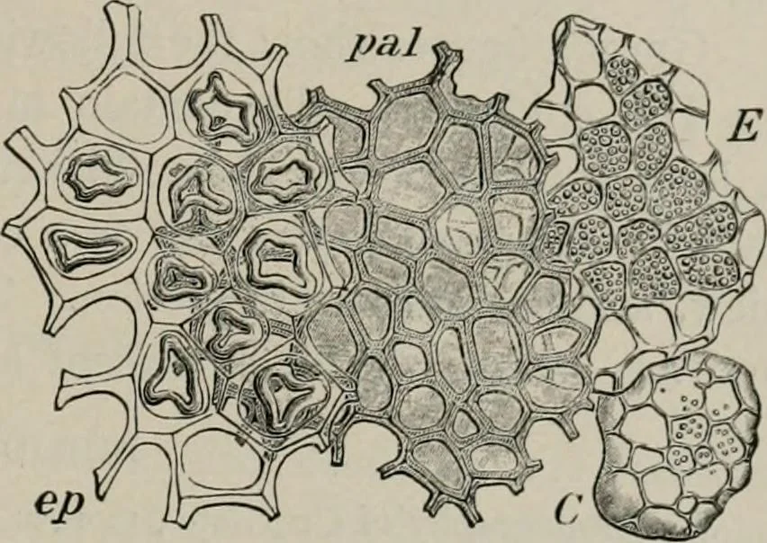 An illustration from The microscopy of vegetable foods, with special reference to the detection of adulteration and the diagnosis of mixtures, 1916, leaf 214