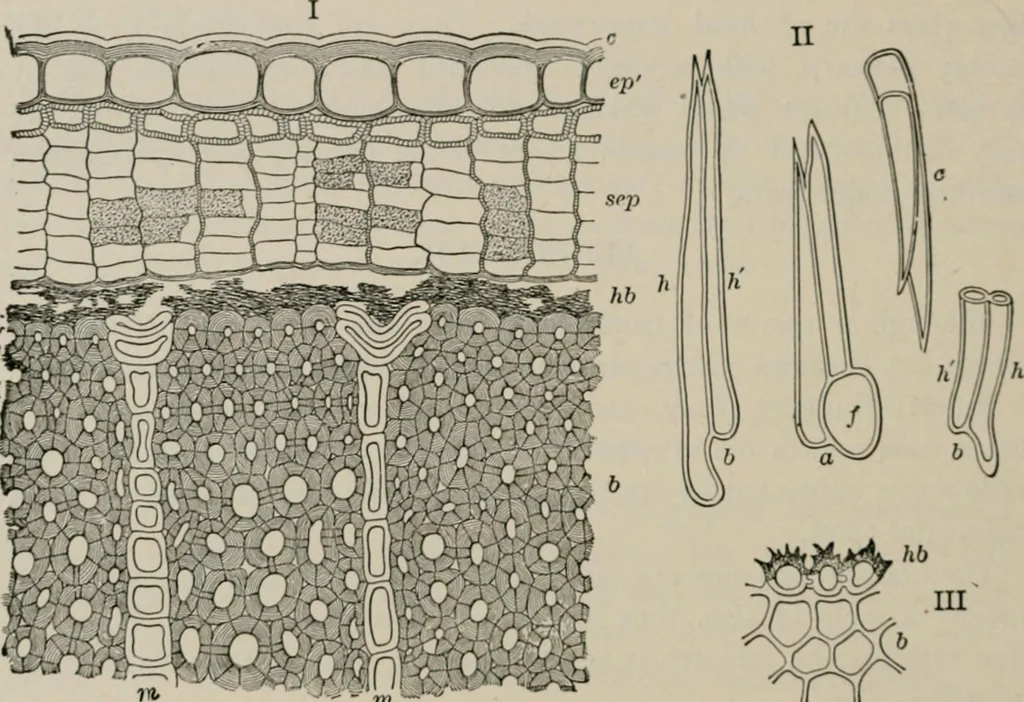 An illustration from The microscopy of vegetable foods, with special reference to the detection of adulteration and the diagnosis of mixtures, 1916, leaf 217
