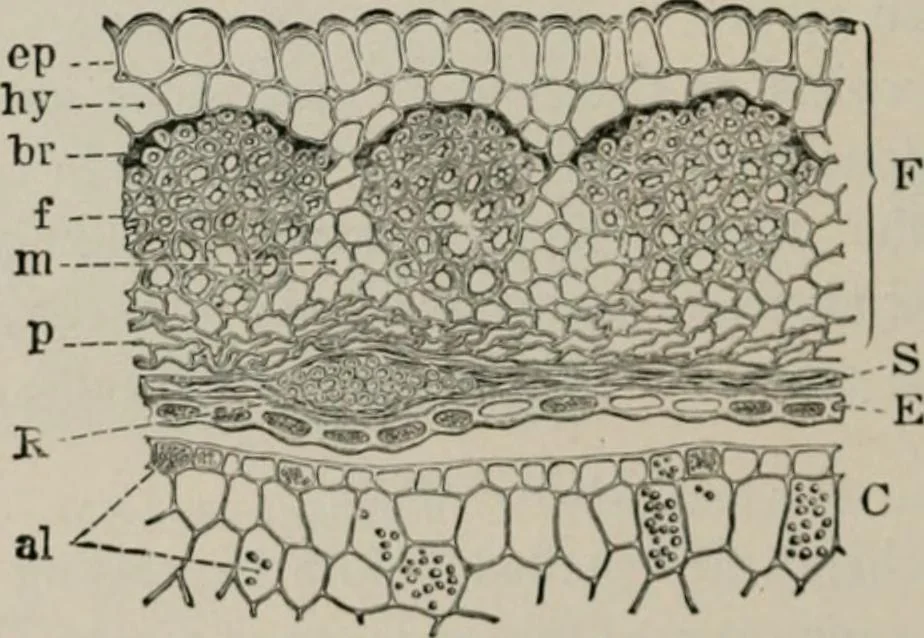 An illustration from The microscopy of vegetable foods, with special reference to the detection of adulteration and the diagnosis of mixtures, 1916, leaf 219