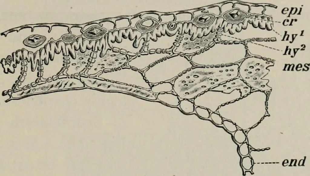 An illustration from The microscopy of vegetable foods, with special reference to the detection of adulteration and the diagnosis of mixtures, 1916, leaf 224