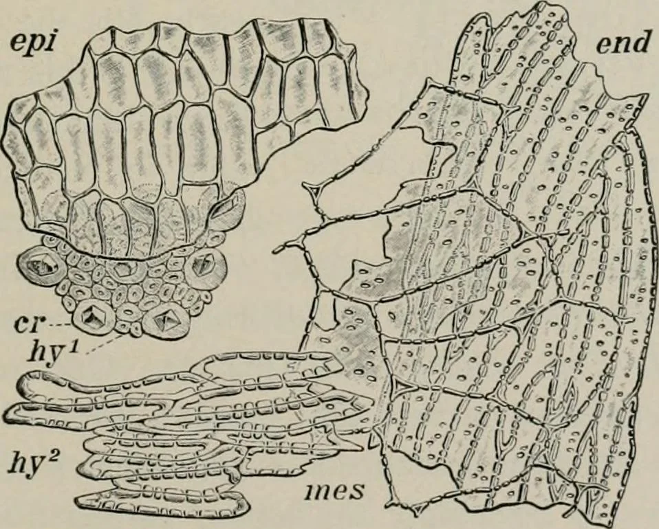 An illustration from The microscopy of vegetable foods, with special reference to the detection of adulteration and the diagnosis of mixtures, 1916, leaf 224