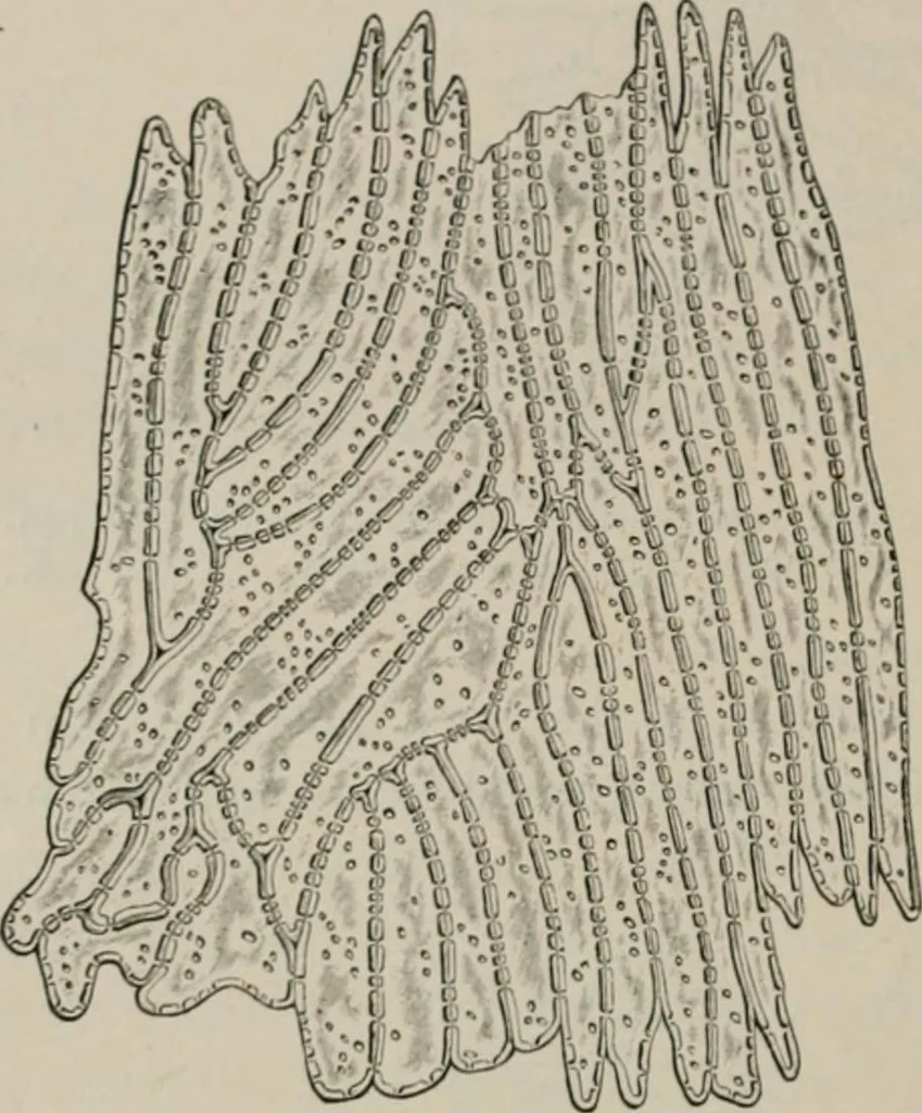 An illustration from The microscopy of vegetable foods, with special reference to the detection of adulteration and the diagnosis of mixtures, 1916, leaf 225