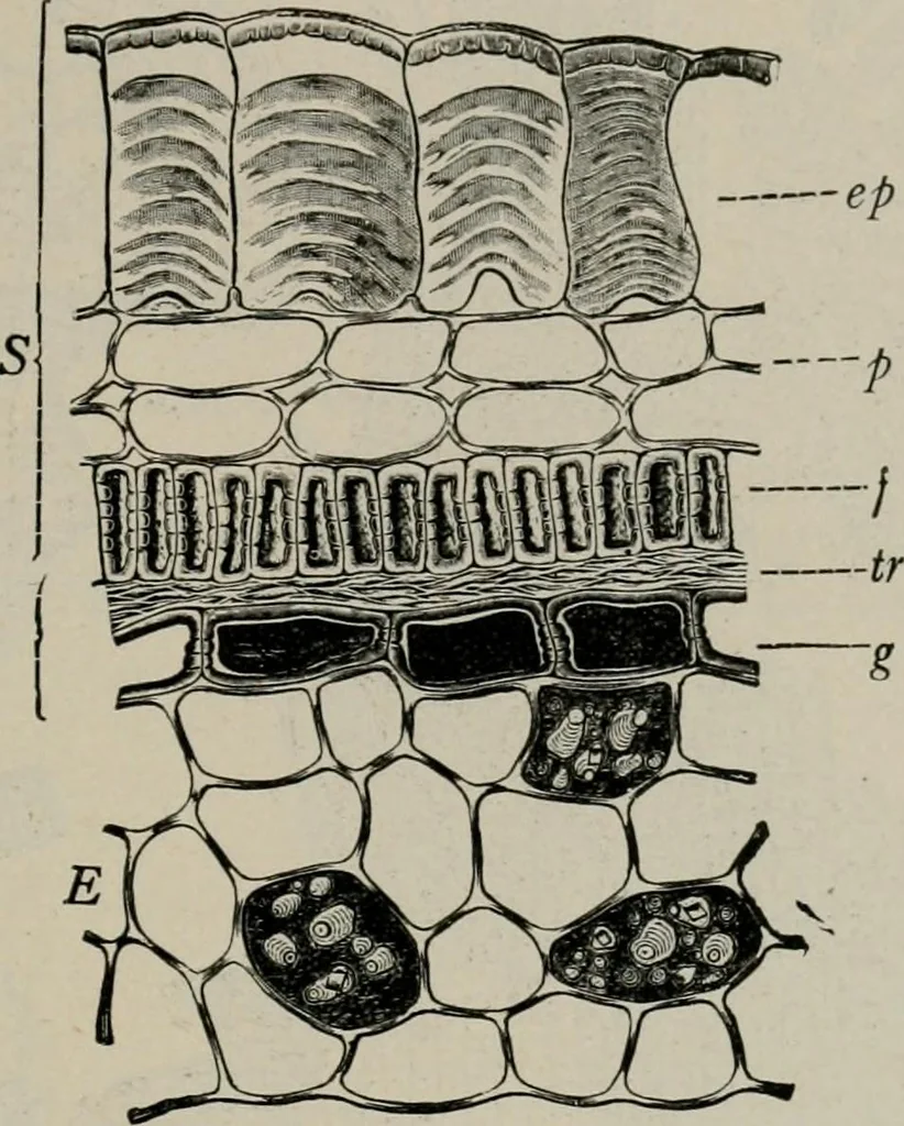 An illustration from The microscopy of vegetable foods, with special reference to the detection of adulteration and the diagnosis of mixtures, 1916, leaf 226