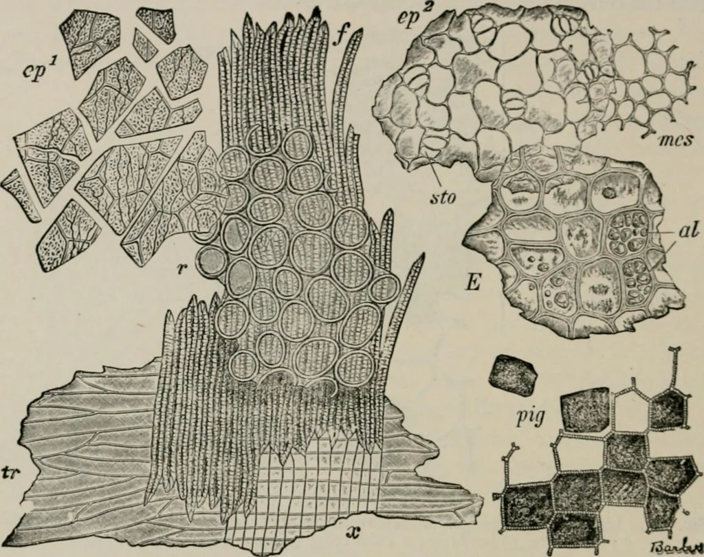 An illustration from The microscopy of vegetable foods, with special reference to the detection of adulteration and the diagnosis of mixtures, 1916, leaf 227