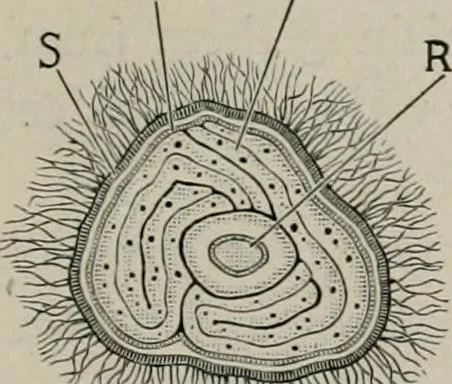 An illustration from The microscopy of vegetable foods, with special reference to the detection of adulteration and the diagnosis of mixtures, 1916, leaf 228