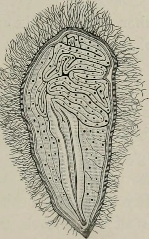 An illustration from The microscopy of vegetable foods, with special reference to the detection of adulteration and the diagnosis of mixtures, 1916, leaf 228