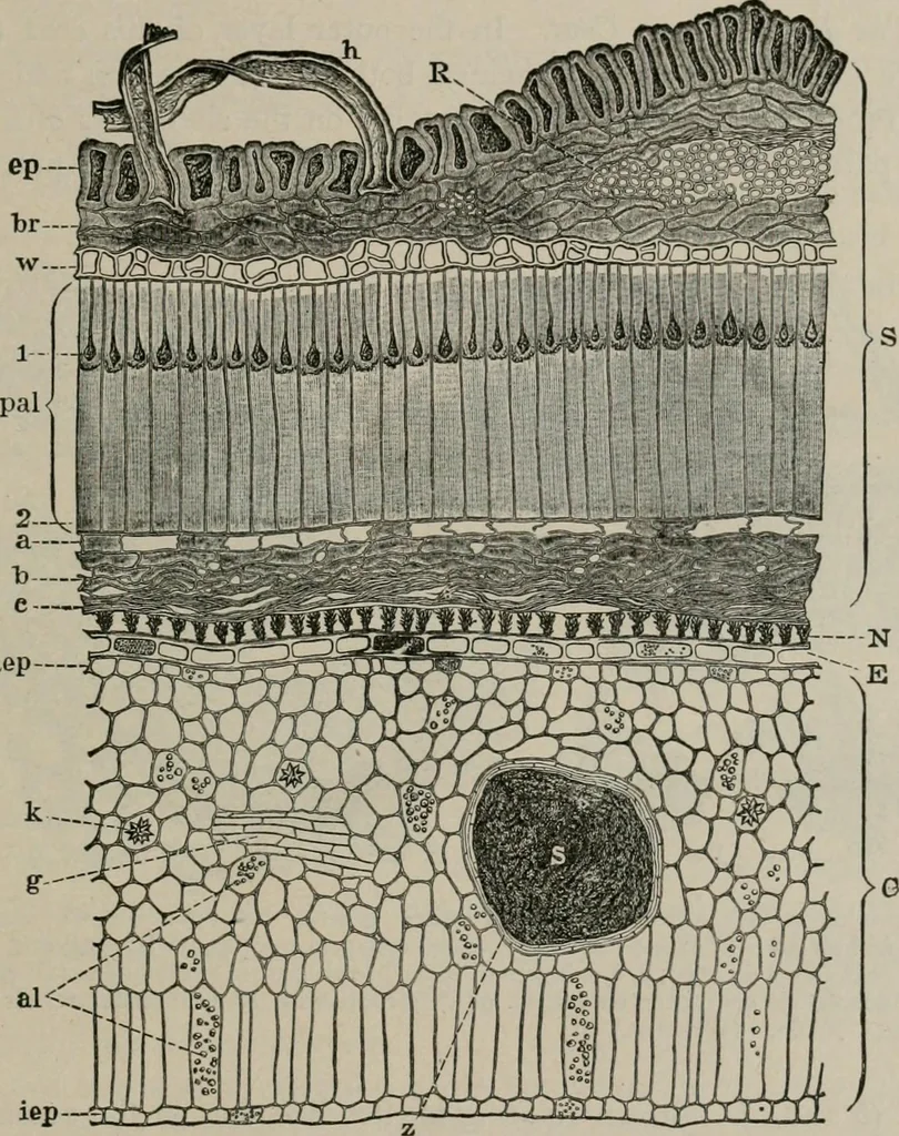 An illustration from The microscopy of vegetable foods, with special reference to the detection of adulteration and the diagnosis of mixtures, 1916, leaf 230