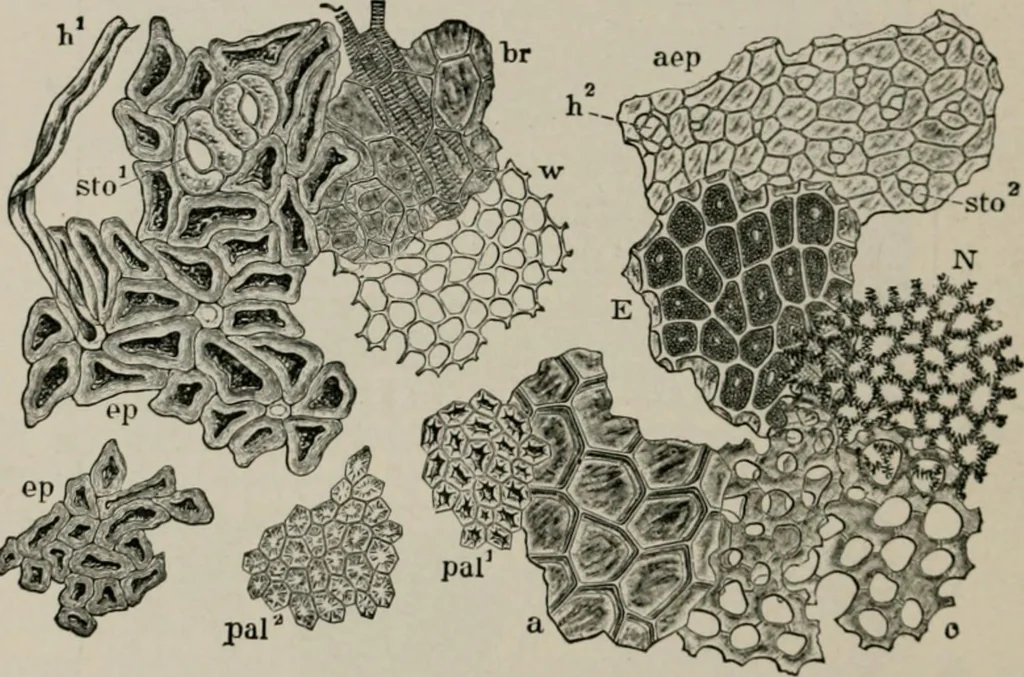 An illustration from The microscopy of vegetable foods, with special reference to the detection of adulteration and the diagnosis of mixtures, 1916, leaf 231