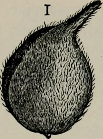 An illustration from The microscopy of vegetable foods, with special reference to the detection of adulteration and the diagnosis of mixtures, 1916, leaf 236