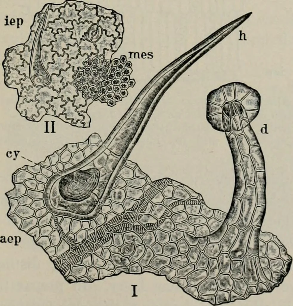 An illustration from The microscopy of vegetable foods, with special reference to the detection of adulteration and the diagnosis of mixtures, 1916, leaf 236