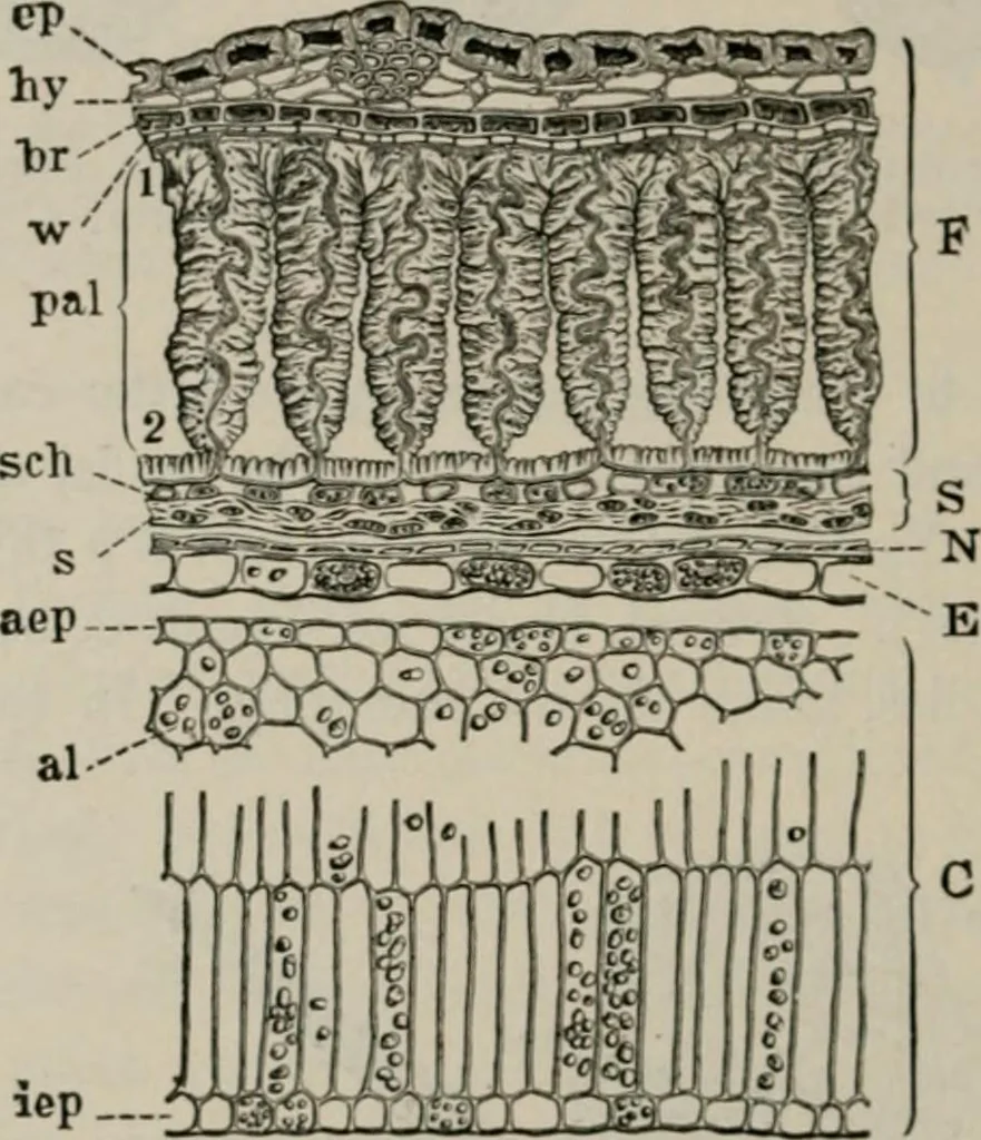 An illustration from The microscopy of vegetable foods, with special reference to the detection of adulteration and the diagnosis of mixtures, 1916, leaf 237