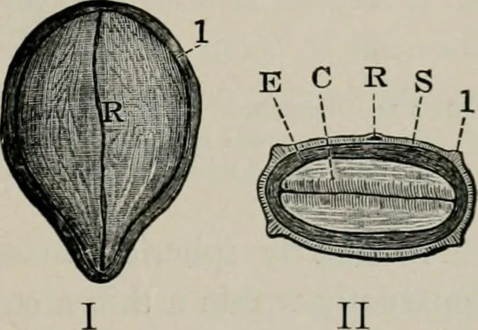 An illustration from The microscopy of vegetable foods, with special reference to the detection of adulteration and the diagnosis of mixtures, 1916, leaf 240