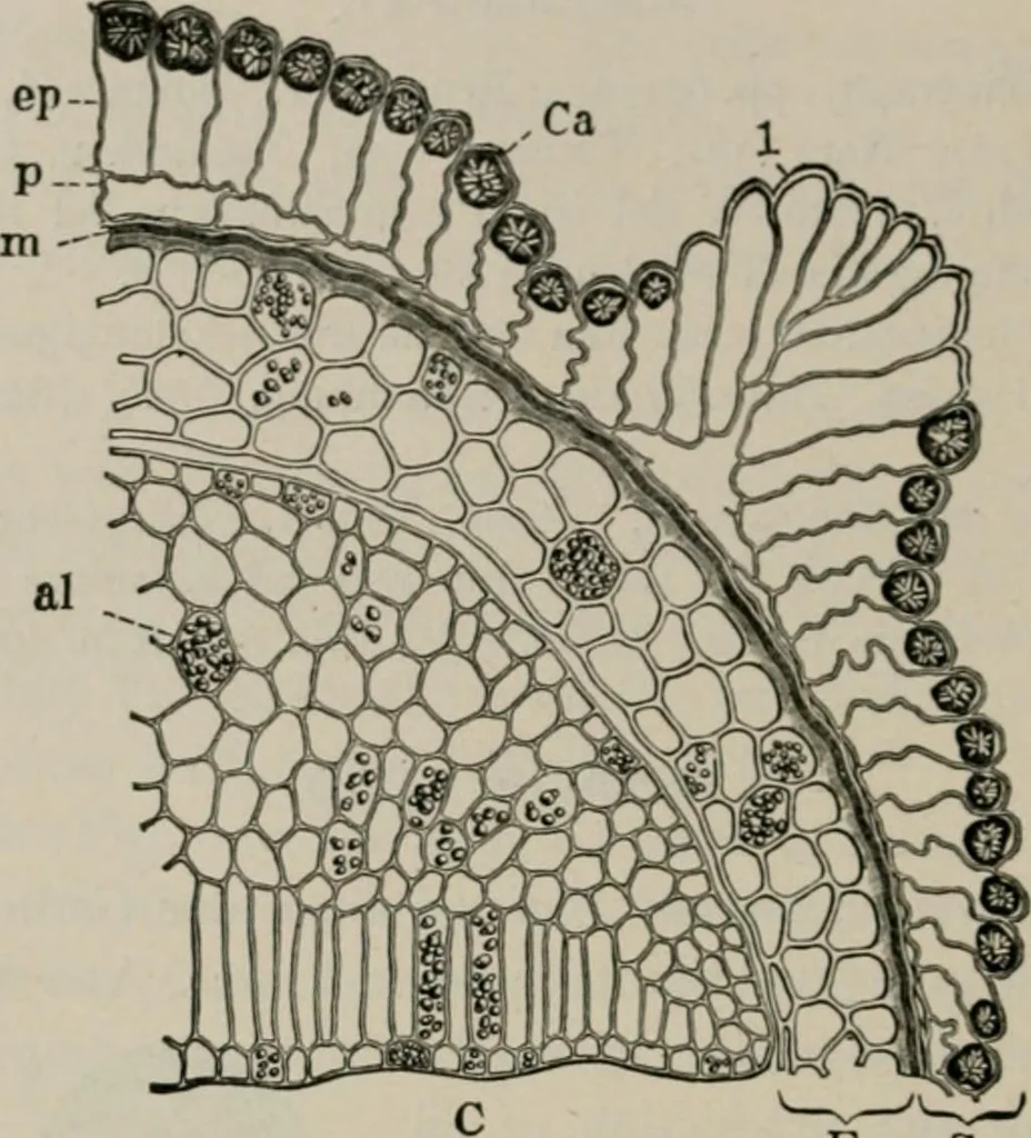 An illustration from The microscopy of vegetable foods, with special reference to the detection of adulteration and the diagnosis of mixtures, 1916, leaf 241