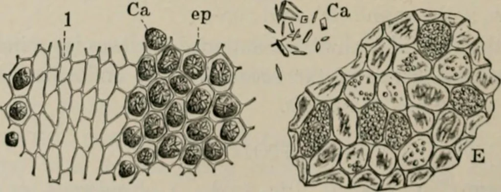 An illustration from The microscopy of vegetable foods, with special reference to the detection of adulteration and the diagnosis of mixtures, 1916, leaf 241