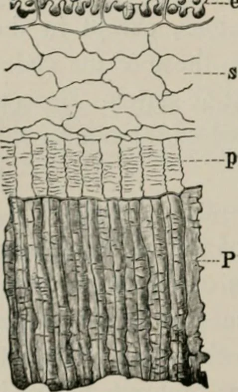 An illustration from The microscopy of vegetable foods, with special reference to the detection of adulteration and the diagnosis of mixtures, 1916, leaf 243