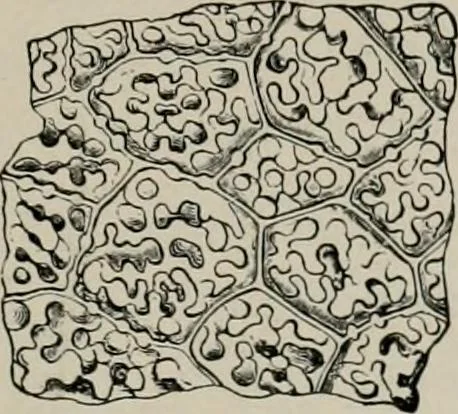 An illustration from The microscopy of vegetable foods, with special reference to the detection of adulteration and the diagnosis of mixtures, 1916, leaf 244