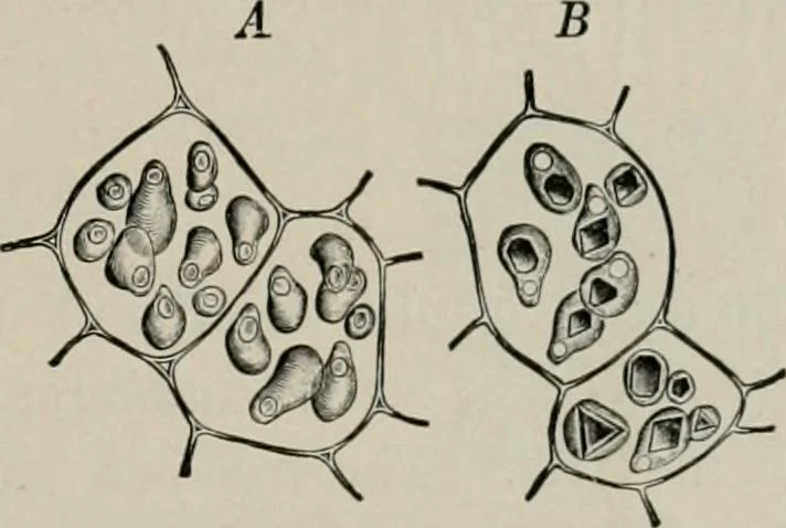 An illustration from The microscopy of vegetable foods, with special reference to the detection of adulteration and the diagnosis of mixtures, 1916, leaf 244