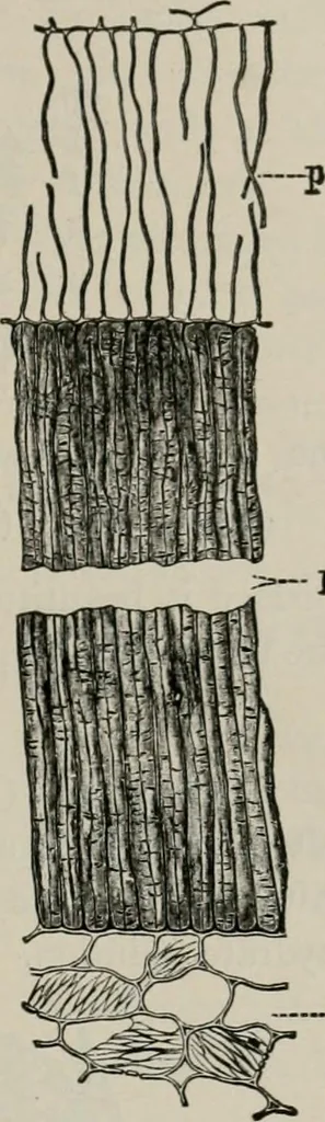 An illustration from The microscopy of vegetable foods, with special reference to the detection of adulteration and the diagnosis of mixtures, 1916, leaf 246