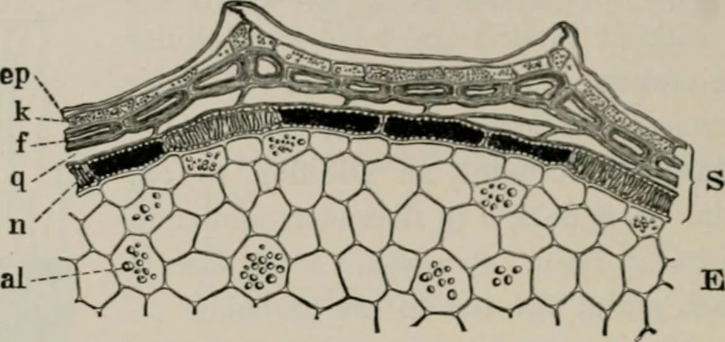 An illustration from The microscopy of vegetable foods, with special reference to the detection of adulteration and the diagnosis of mixtures, 1916, leaf 247