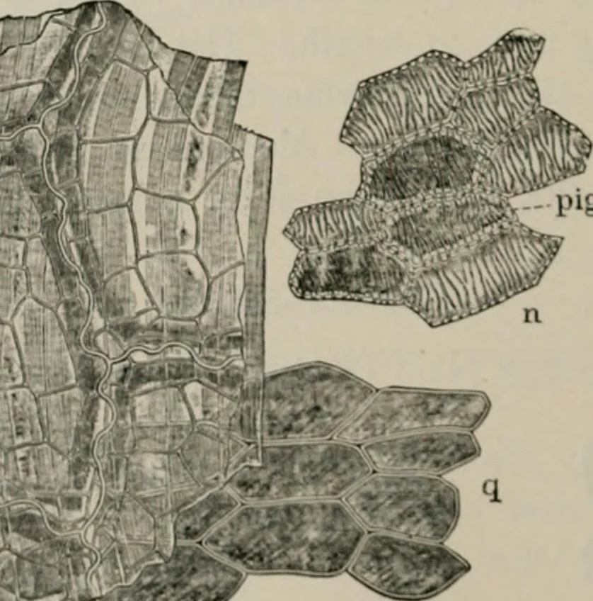 An illustration from The microscopy of vegetable foods, with special reference to the detection of adulteration and the diagnosis of mixtures, 1916, leaf 247