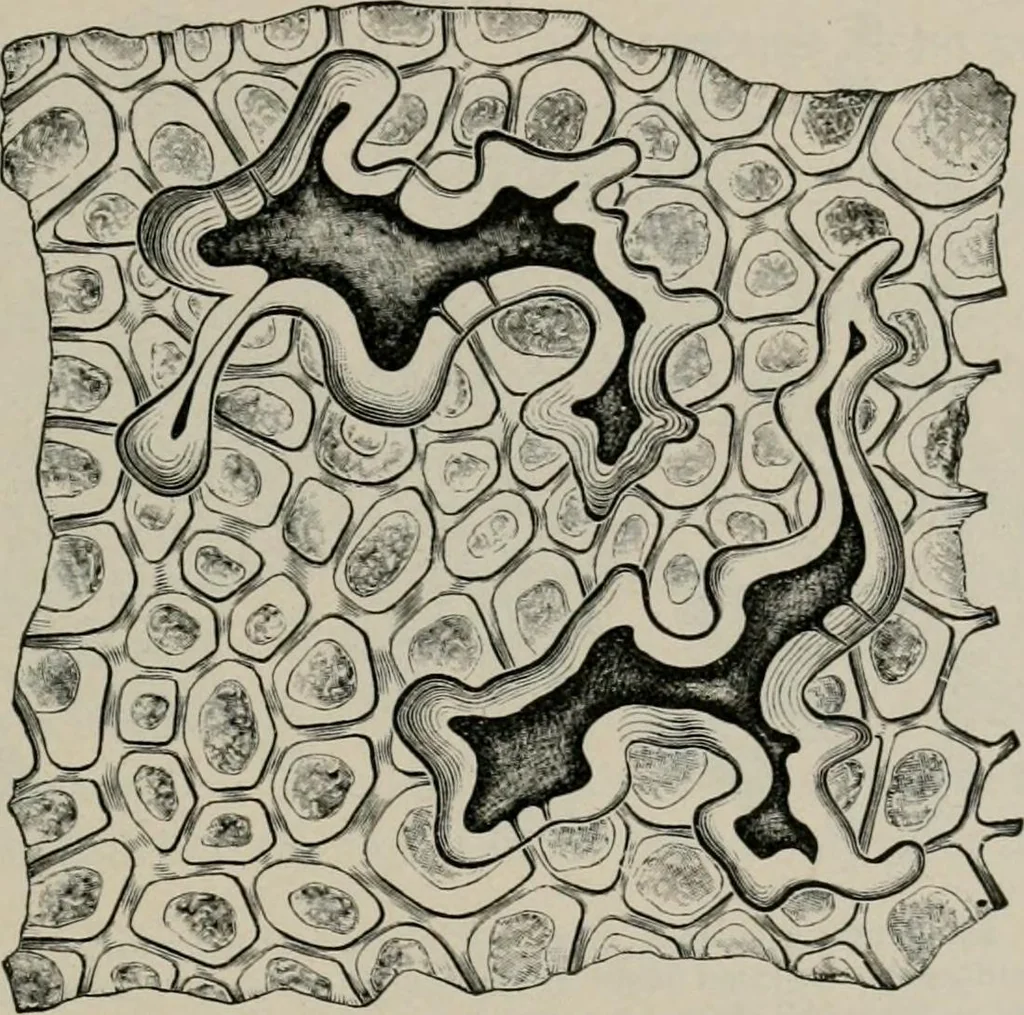 An illustration from The microscopy of vegetable foods, with special reference to the detection of adulteration and the diagnosis of mixtures, 1916, leaf 250
