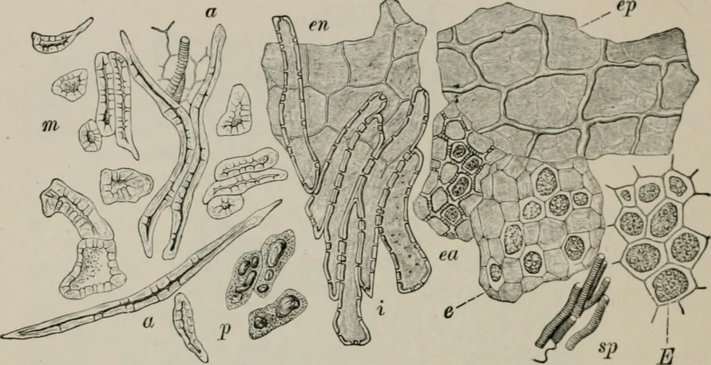 An illustration from The microscopy of vegetable foods, with special reference to the detection of adulteration and the diagnosis of mixtures, 1916, leaf 251