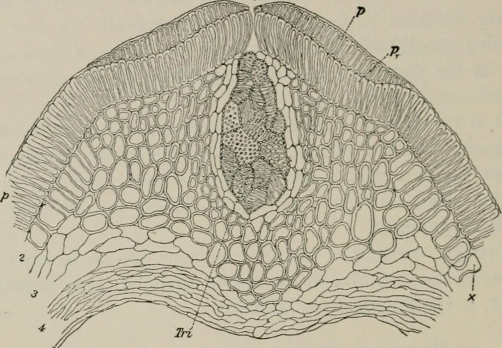 An illustration from The microscopy of vegetable foods, with special reference to the detection of adulteration and the diagnosis of mixtures, 1916, leaf 255