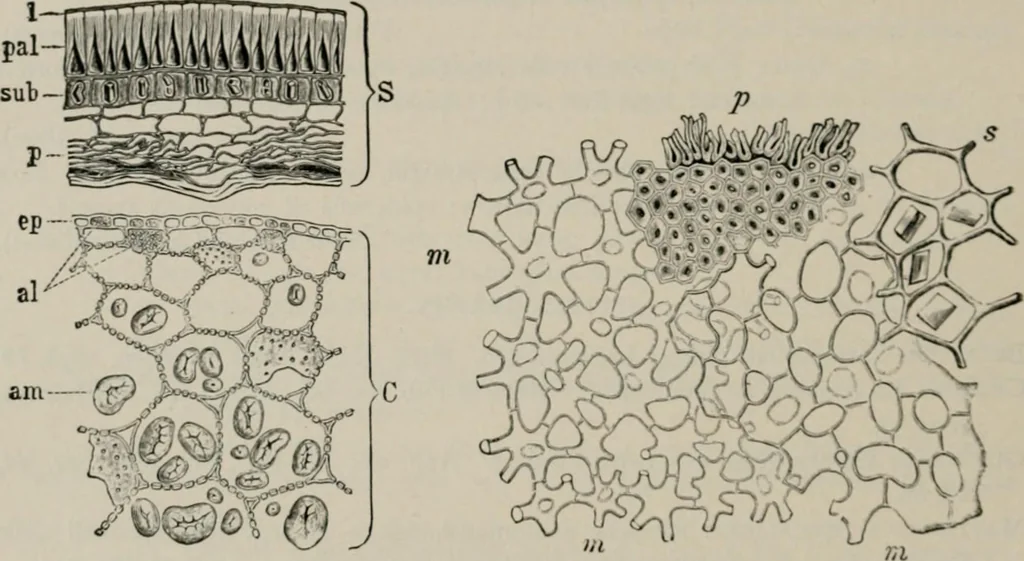 An illustration from The microscopy of vegetable foods, with special reference to the detection of adulteration and the diagnosis of mixtures, 1916, leaf 259