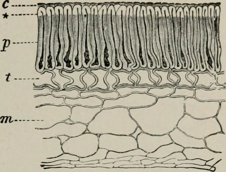 An illustration from The microscopy of vegetable foods, with special reference to the detection of adulteration and the diagnosis of mixtures, 1916, leaf 264