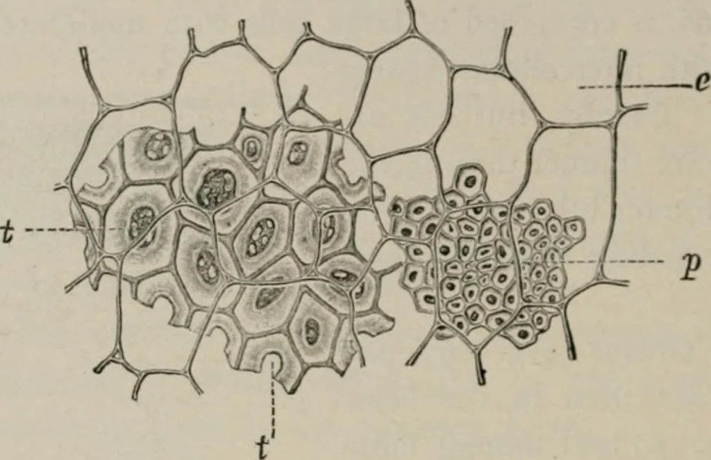 An illustration from The microscopy of vegetable foods, with special reference to the detection of adulteration and the diagnosis of mixtures, 1916, leaf 265