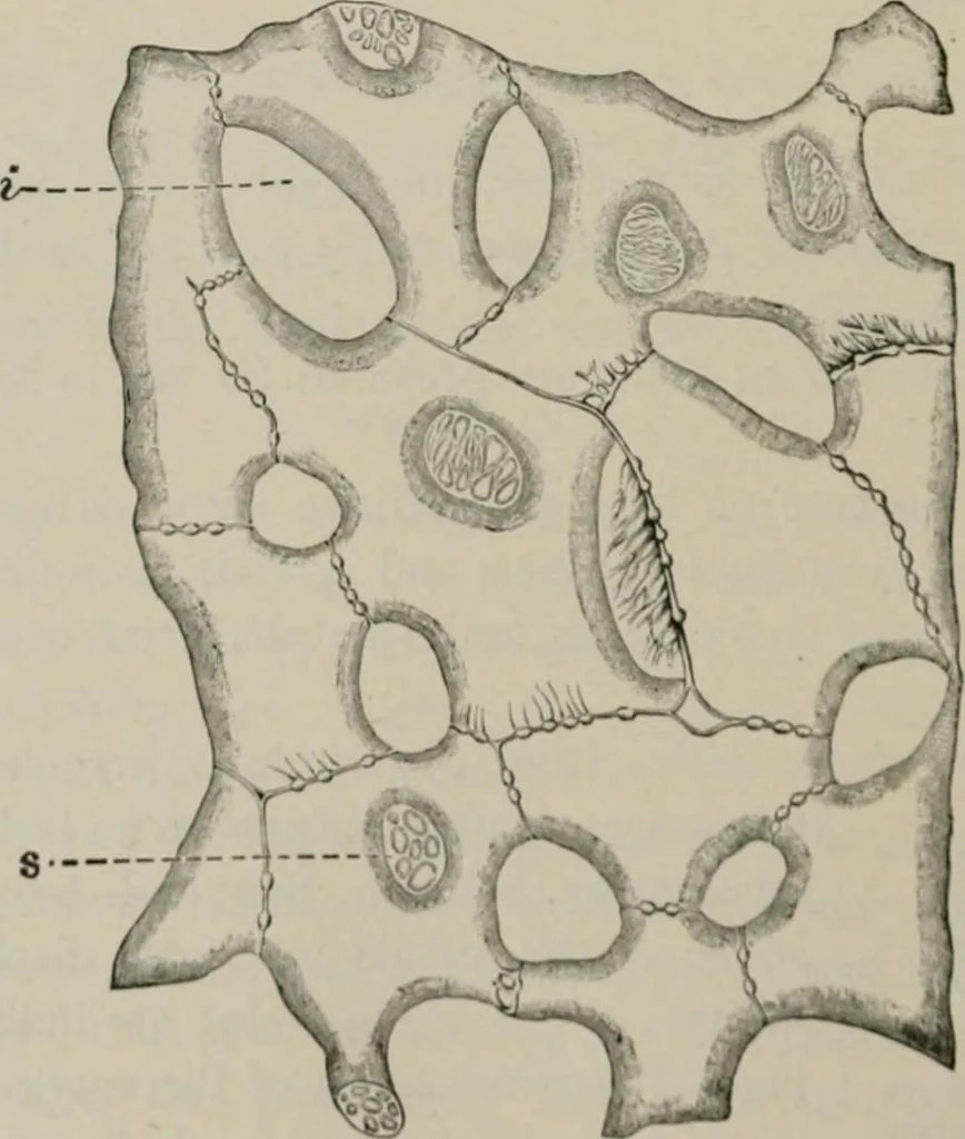 An illustration from The microscopy of vegetable foods, with special reference to the detection of adulteration and the diagnosis of mixtures, 1916, leaf 265