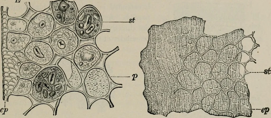 An illustration from The microscopy of vegetable foods, with special reference to the detection of adulteration and the diagnosis of mixtures, 1916, leaf 266