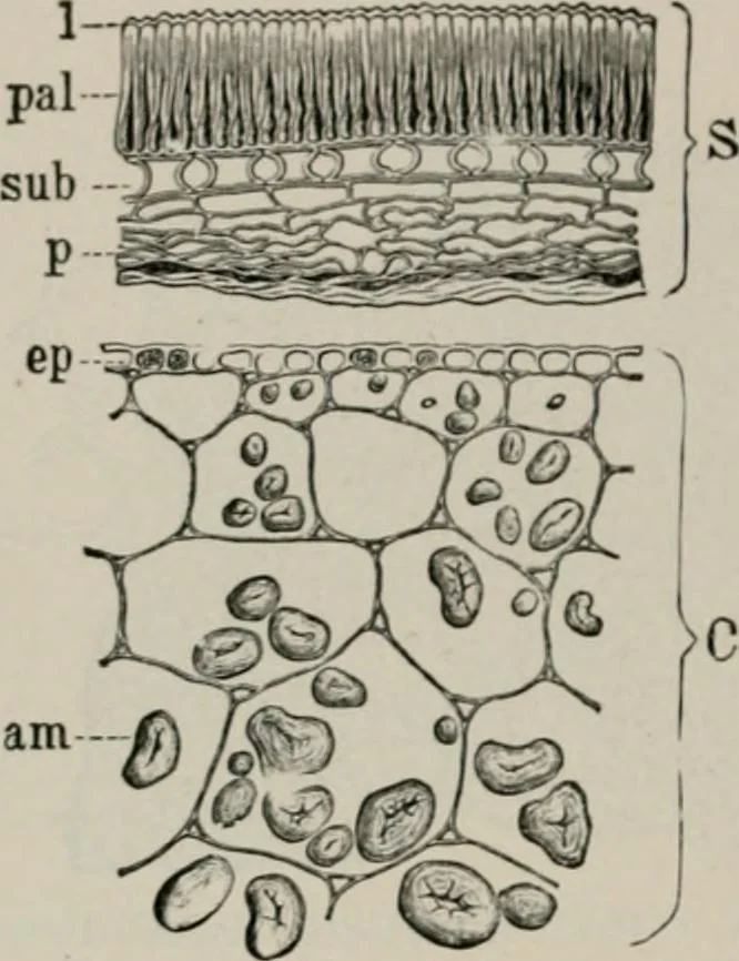 An illustration from The microscopy of vegetable foods, with special reference to the detection of adulteration and the diagnosis of mixtures, 1916, leaf 267