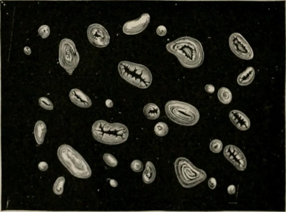 An illustration from The microscopy of vegetable foods, with special reference to the detection of adulteration and the diagnosis of mixtures, 1916, leaf 267