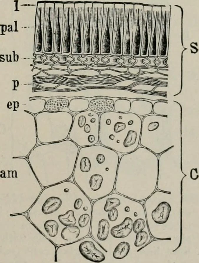 An illustration from The microscopy of vegetable foods, with special reference to the detection of adulteration and the diagnosis of mixtures, 1916, leaf 268