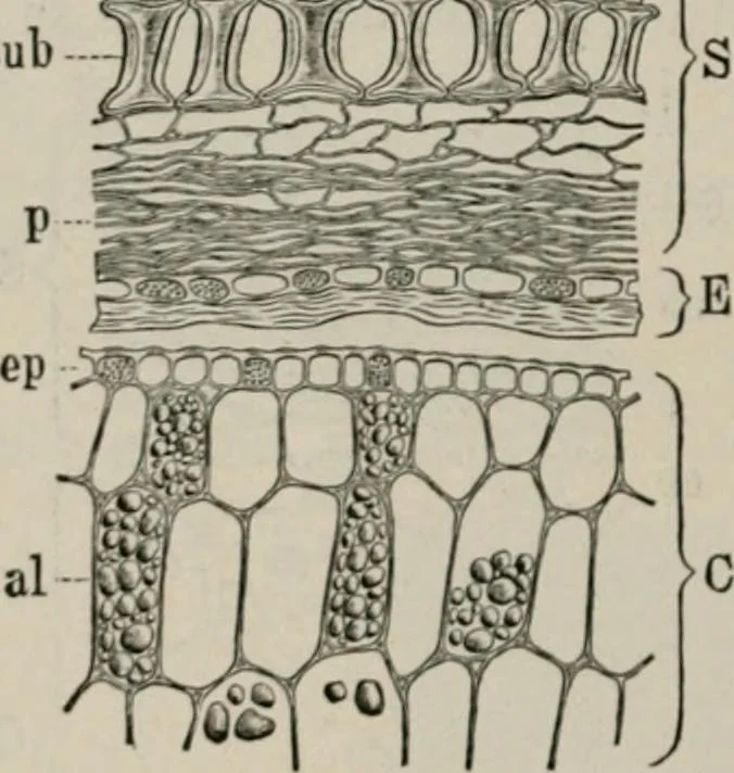 An illustration from The microscopy of vegetable foods, with special reference to the detection of adulteration and the diagnosis of mixtures, 1916, leaf 269