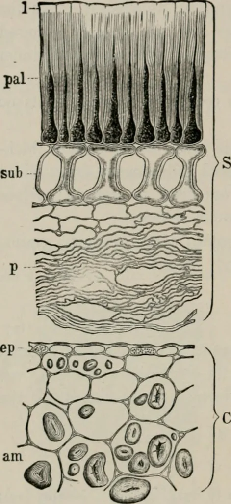 An illustration from The microscopy of vegetable foods, with special reference to the detection of adulteration and the diagnosis of mixtures, 1916, leaf 271