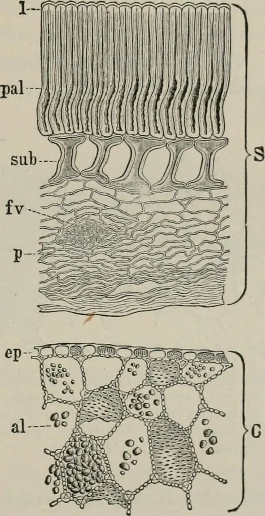 An illustration from The microscopy of vegetable foods, with special reference to the detection of adulteration and the diagnosis of mixtures, 1916, leaf 274